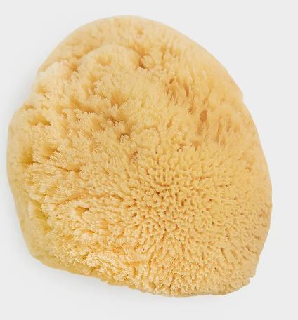 A natural sea sponge isolated on a white background.