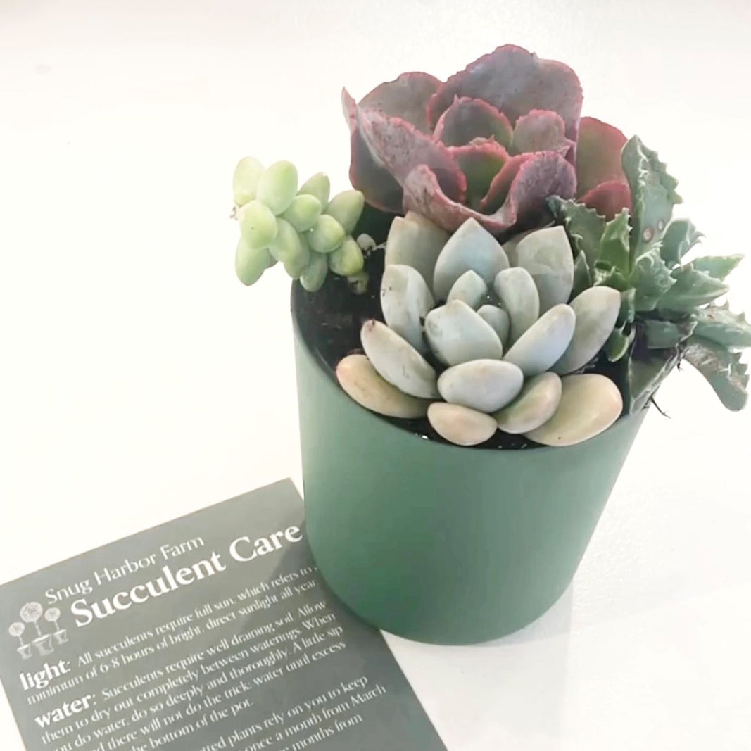 A variety of succulent plants nestled in a green pot, accompanied by a care instruction card.